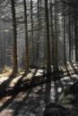 Tree Shadows